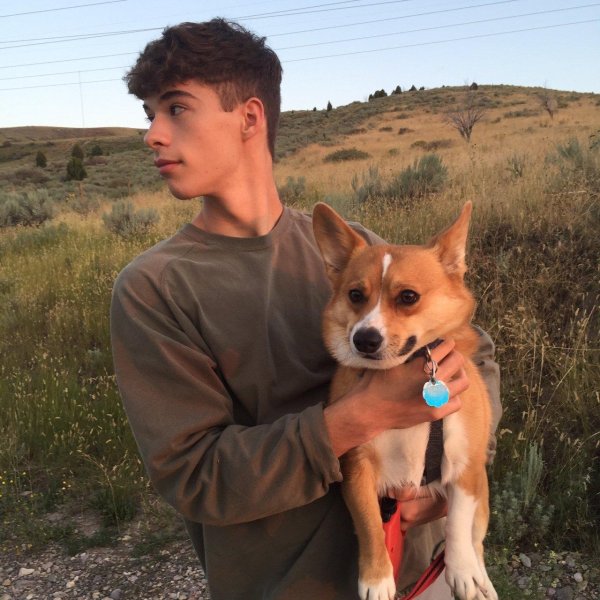 порода корги