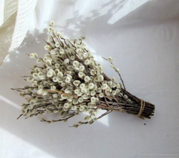 верба флористика