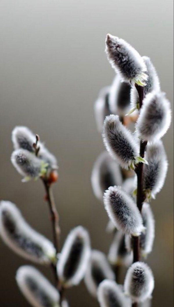 цветение вербы