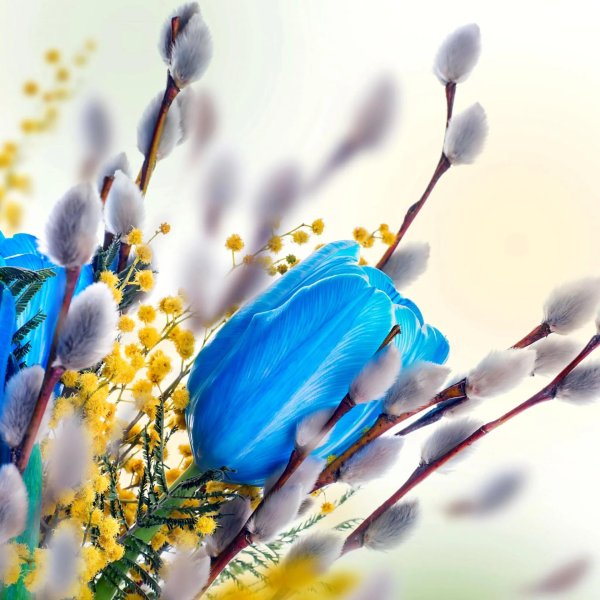 весна верба