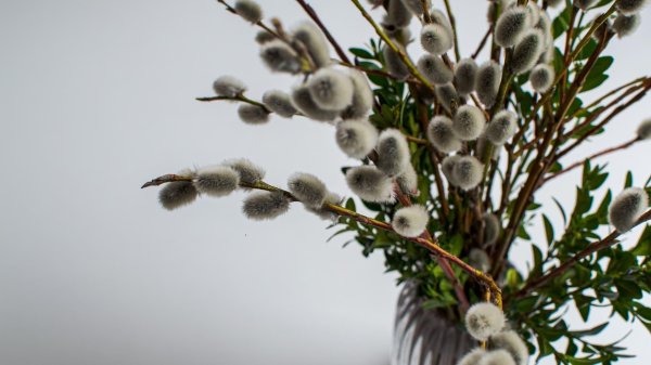 верба вербочка