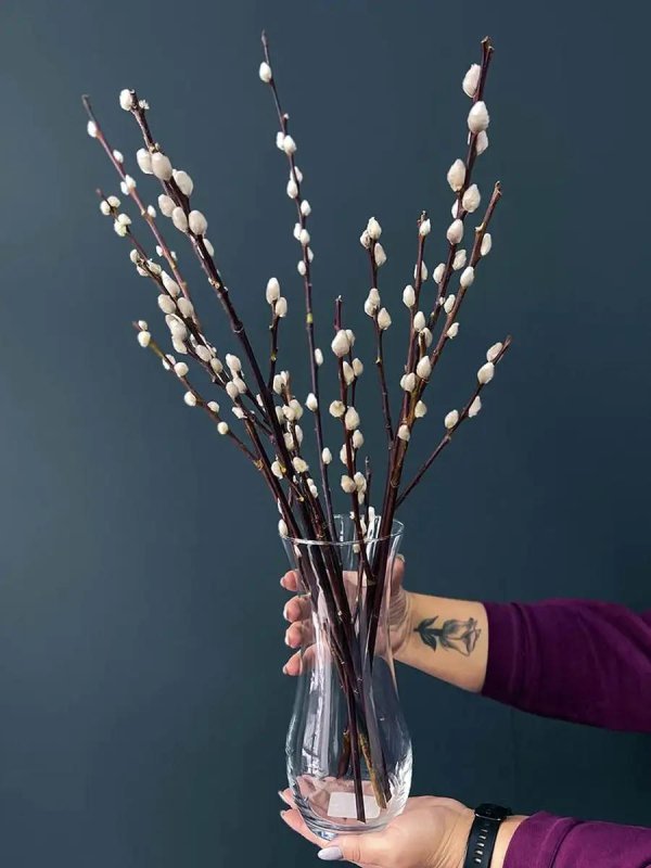 верба краснотал