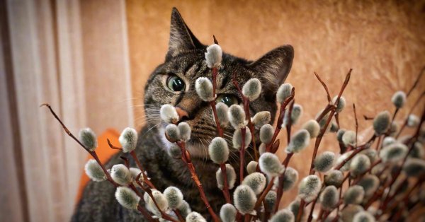 котики верба