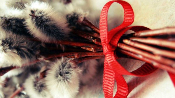 верба красивое