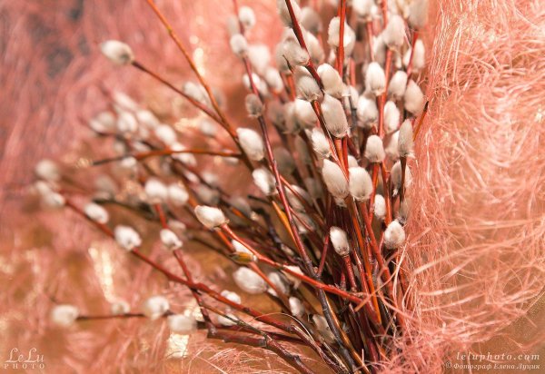 цветение вербы