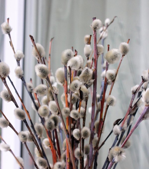 вербное воскресение