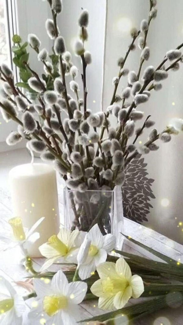 ветка вербы