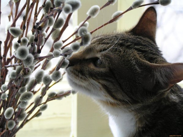 верба котики