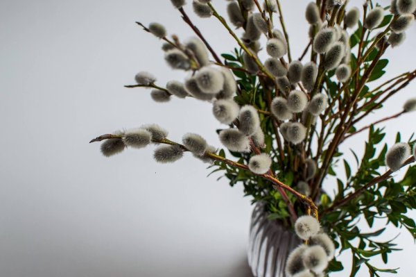 верба вербочка