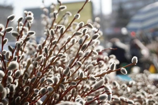 верба вербочка