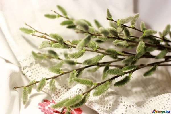 листья вербы