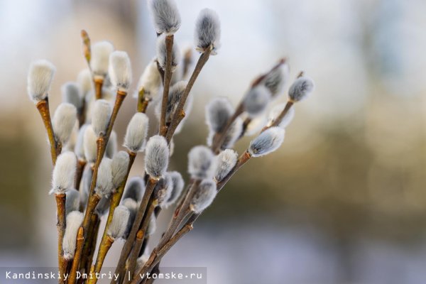 верба вербочка