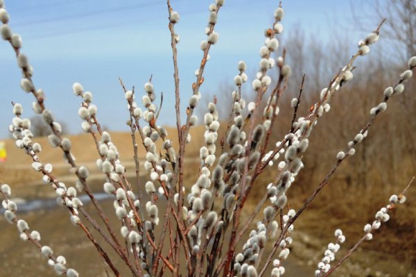 Верба с цветами