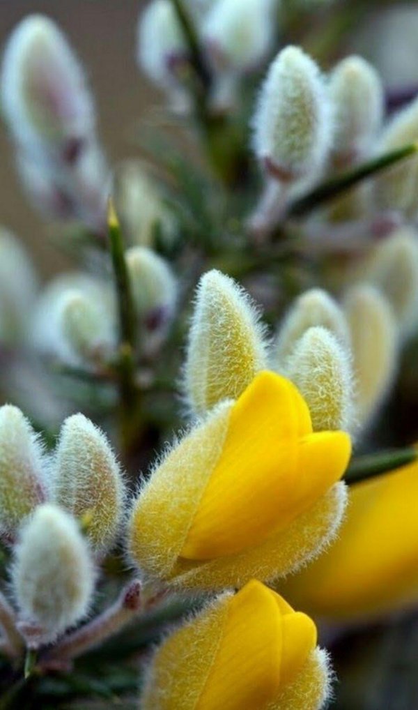 дрок утесник