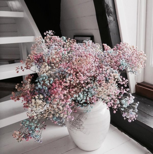 разноцветные гипсофилы