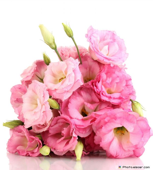 эустома махровая