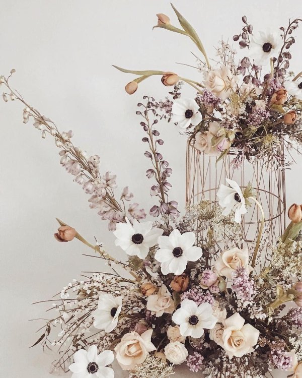 хамелациум сухоцвет