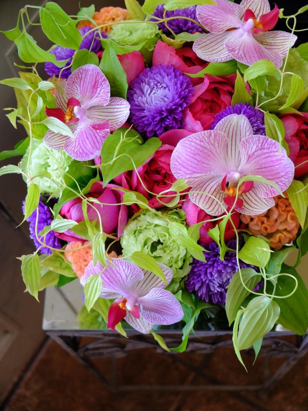 фаленопсис anthura montpellier