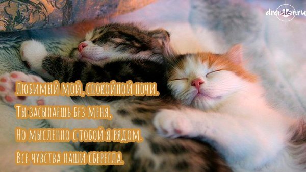 любимый котик