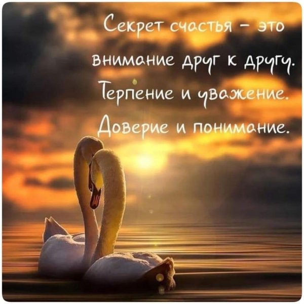 любовь лебедей