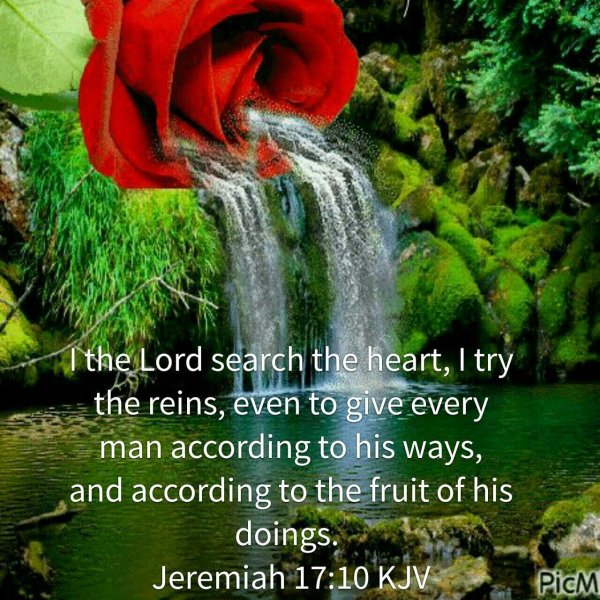 розы водопад