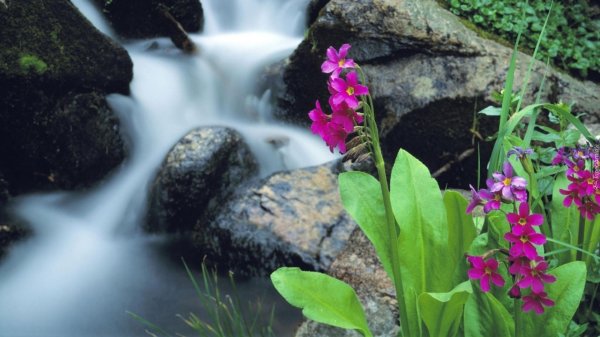 примула парри