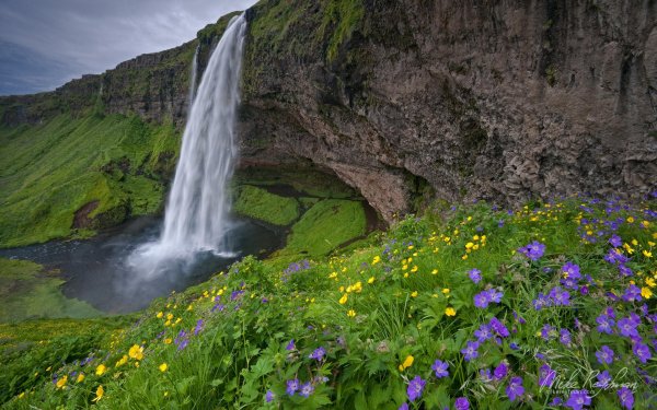 флора исландии