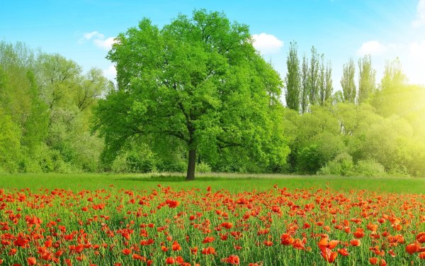 поле цветов