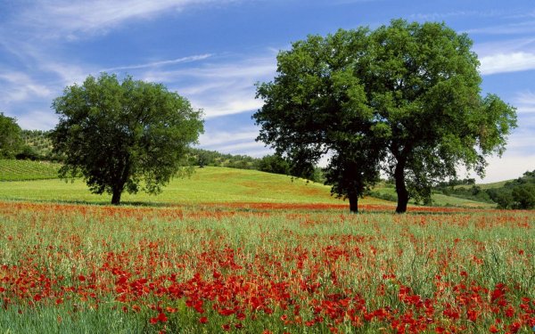 маковые поля швейцария