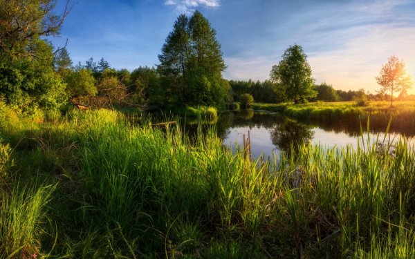 река подмосковье лето