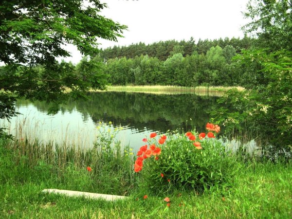 природа с озером