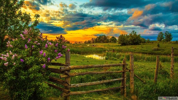 река изгородь деревня лето