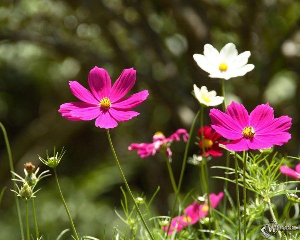 космея космик