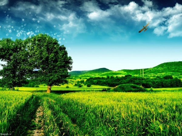 поле зеленое