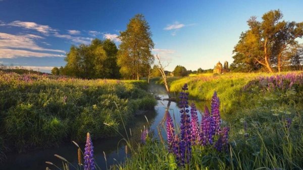 село филипповское владимирская область люпины