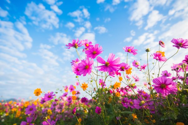 космея луговая