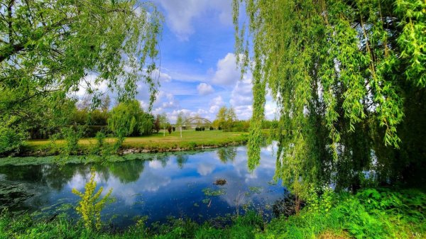 ива плакучая