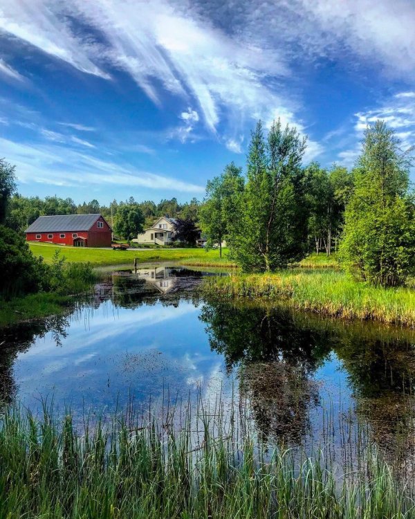 летние пейзажи