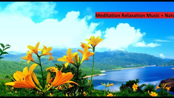 цветы и море