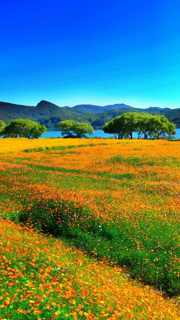 красивый пейзаж лето