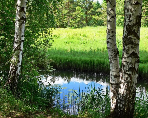 река березка тверская область