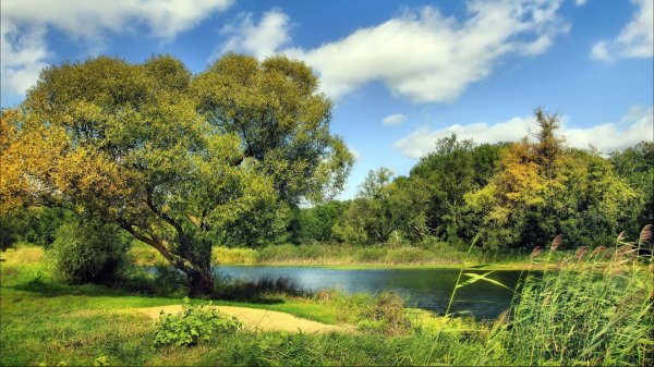 дерево на берегу реки