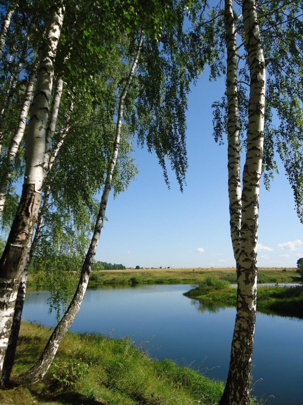 береза повислая над рекой