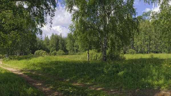 берёзовая роща