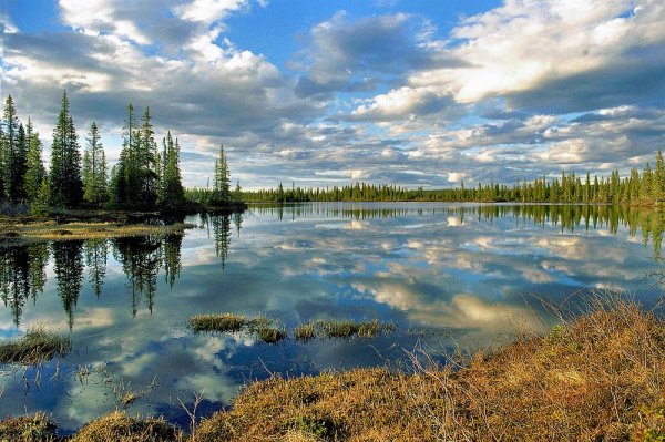 костомукшский заповедник