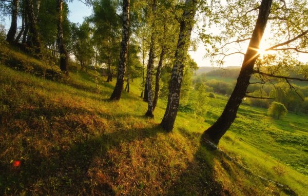 пейзажи лес