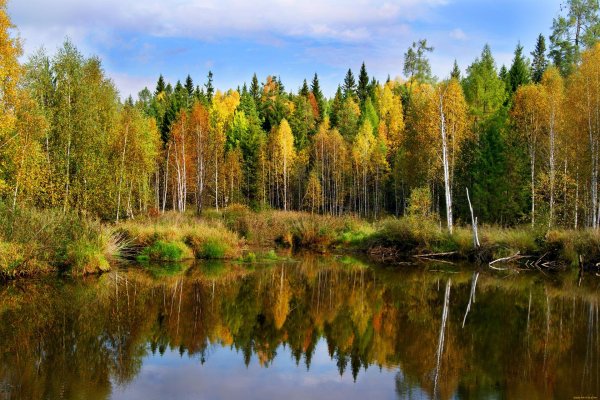 золотая осень мещеры