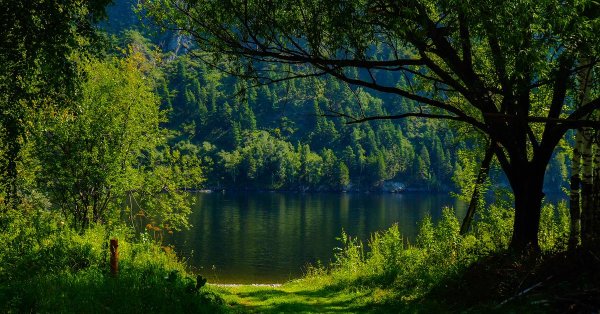 речка в лесу