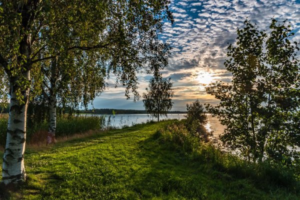 березы на берегу