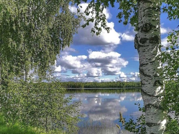 родные просторы березы